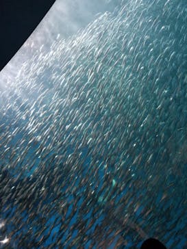 名古屋港水族館に投稿された画像（2022/8/21）