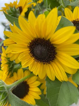 いばらきフラワーパークに投稿された画像（2022/8/21）