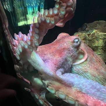 サンシャイン水族館に投稿された画像（2022/8/21）