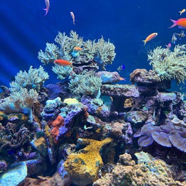 サンシャイン水族館に投稿された画像（2022/8/21）