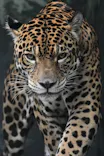 天王寺動物園に投稿された画像（2022/8/21）