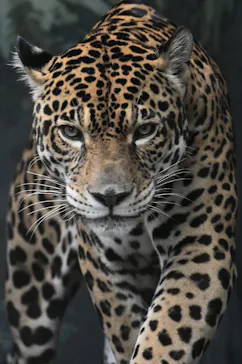 天王寺動物園に投稿された画像（2022/8/21）