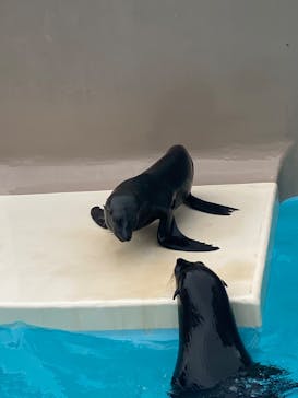 アクアワールド茨城県大洗水族館に投稿された画像（2022/8/21）