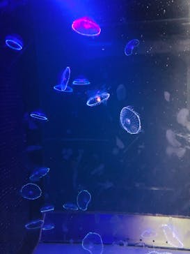 鴨川シーワールドに投稿された画像（2022/8/21）