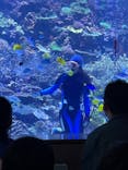 大分マリーンパレス水族館 「うみたまご」に投稿された画像（2022/8/21）