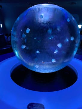 新江ノ島水族館に投稿された画像（2022/8/21）