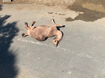 群馬サファリパークに投稿された画像（2022/8/21）