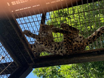 群馬サファリパークに投稿された画像（2022/8/21）