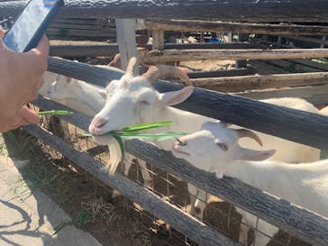 群馬サファリパークに投稿された画像（2022/8/21）