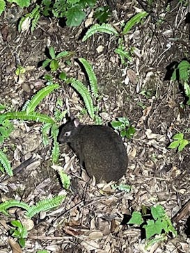 奄美ナイトガイドサービスに投稿された画像（2022/8/21）