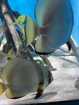 サンシャイン水族館に投稿された画像（2022/8/21）