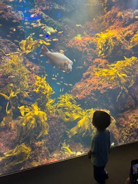 新江ノ島水族館に投稿された画像（2022/8/21）