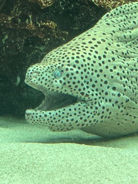 サンシャイン水族館に投稿された画像（2022/8/21）