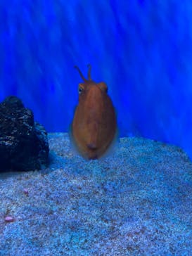 サンシャイン水族館に投稿された画像（2022/8/21）