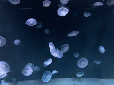 サンシャイン水族館に投稿された画像（2022/8/21）