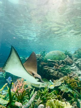 名古屋港水族館に投稿された画像（2022/8/21）