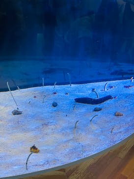 名古屋港水族館に投稿された画像（2022/8/21）