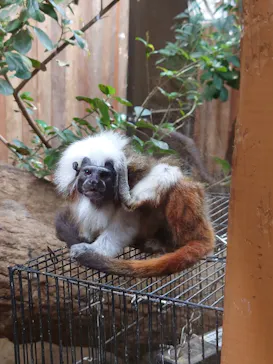 神戸どうぶつ王国に投稿された画像（2022/8/21）