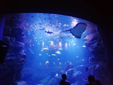 京都水族館に投稿された画像（2022/8/21）