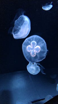 サンシャイン水族館に投稿された画像（2022/8/21）