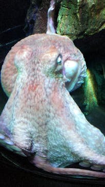 サンシャイン水族館に投稿された画像（2022/8/21）