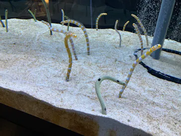 すみだ水族館に投稿された画像（2022/8/21）