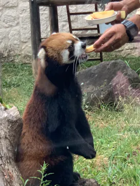 天王寺動物園に投稿された画像（2022/8/21）
