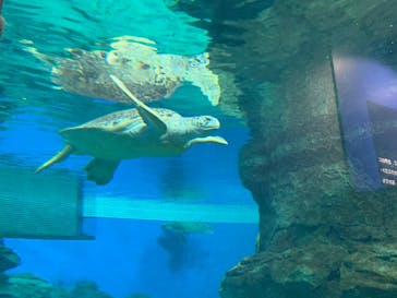 名古屋港水族館に投稿された画像（2022/8/21）