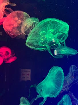 名古屋港水族館に投稿された画像（2022/8/21）