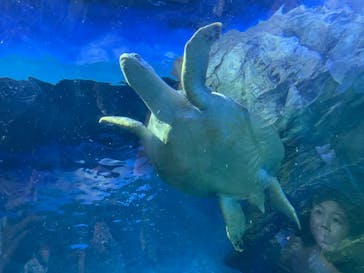 しながわ水族館に投稿された画像（2022/8/21）