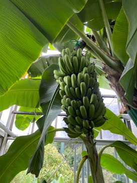 熱川バナナワニ園に投稿された画像（2022/8/21）