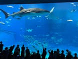 沖縄美ら海水族館に投稿された画像（2022/8/21）