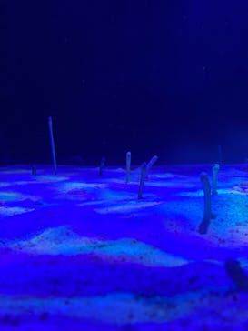 名古屋港水族館に投稿された画像（2022/8/21）