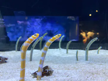 すみだ水族館に投稿された画像（2022/8/21）