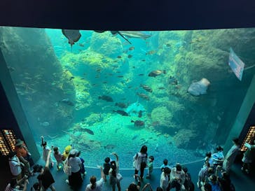 新江ノ島水族館に投稿された画像（2022/8/21）
