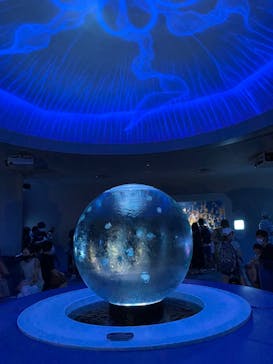 新江ノ島水族館に投稿された画像（2022/8/21）