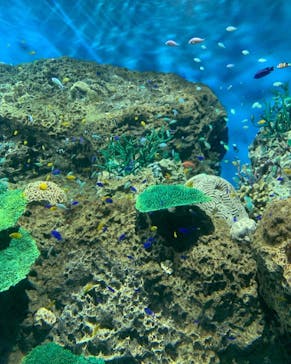 アクアワールド茨城県大洗水族館に投稿された画像（2022/8/21）