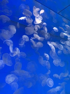 アクアワールド茨城県大洗水族館に投稿された画像（2022/8/21）