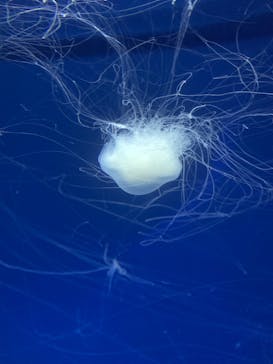 アクアワールド茨城県大洗水族館に投稿された画像（2022/8/21）