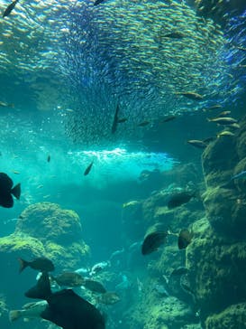 新江ノ島水族館に投稿された画像（2022/8/21）