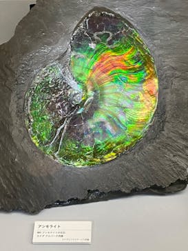 特別展「宝石　地球がうみだすキセキ」（名古屋市科学館　理工館地下２階イベントホール）に投稿された画像（2022/8/21）