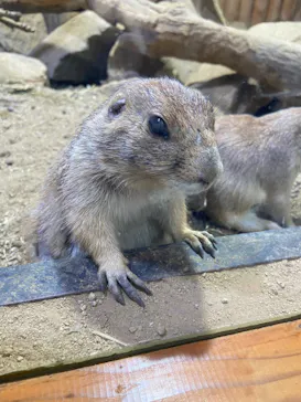 神戸どうぶつ王国に投稿された画像（2022/8/21）