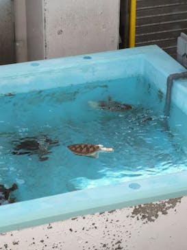 名古屋港水族館に投稿された画像（2022/8/21）