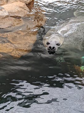 しながわ水族館に投稿された画像（2022/8/21）