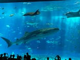 沖縄美ら海水族館に投稿された画像（2022/8/21）