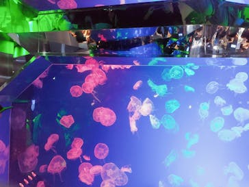 名古屋港水族館に投稿された画像（2022/8/21）