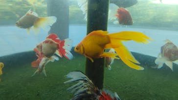 環境水族館アクアマリンふくしまに投稿された画像（2022/8/21）