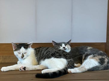 おさるランド＆アニタウン　日光さる軍団劇場に投稿された画像（2022/8/21）