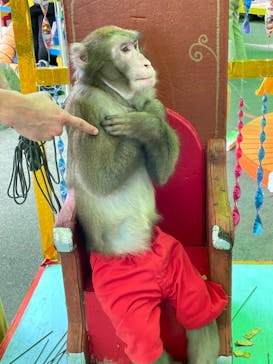 おさるランド＆アニタウン　日光さる軍団劇場に投稿された画像（2022/8/21）