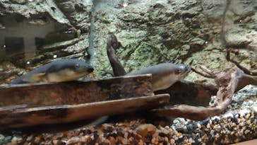 環境水族館アクアマリンふくしまに投稿された画像（2022/8/21）